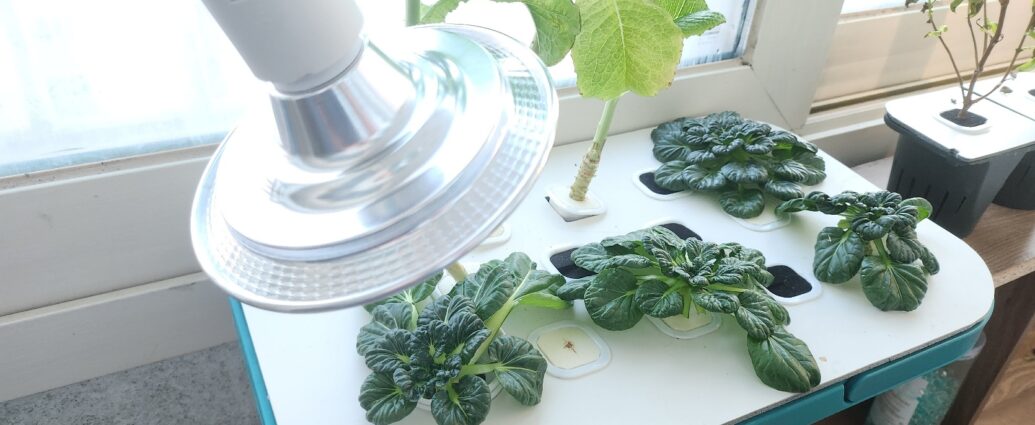 수경재배기에 LED 조명을 비추고 있는 모습