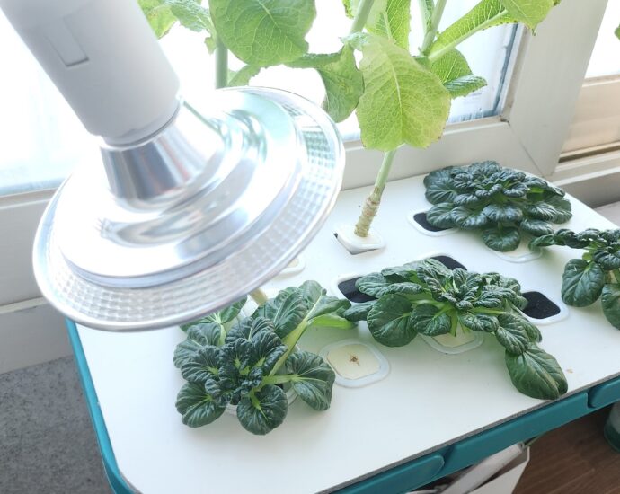 수경재배기에 LED 조명을 비추고 있는 모습