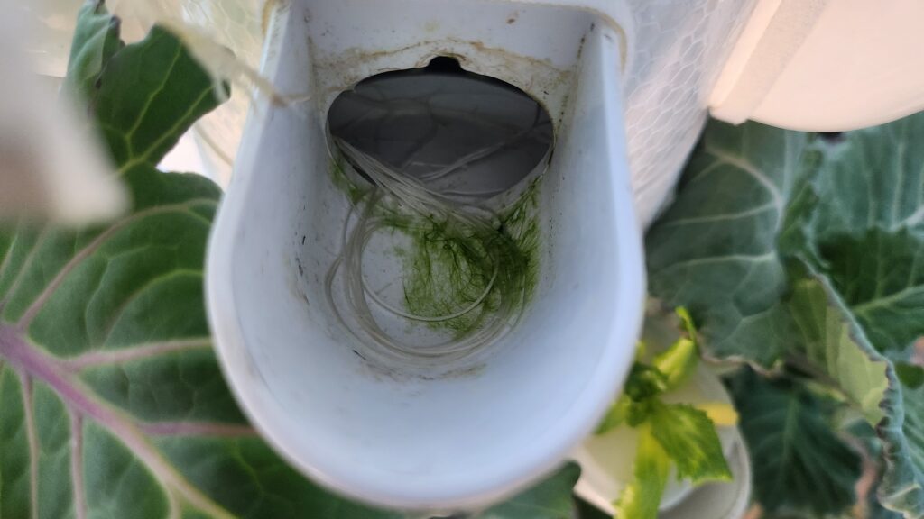 수경재배기 포트에 녹조가 생긴 모습