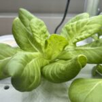 수경재배기에서 자라고 있는 식물