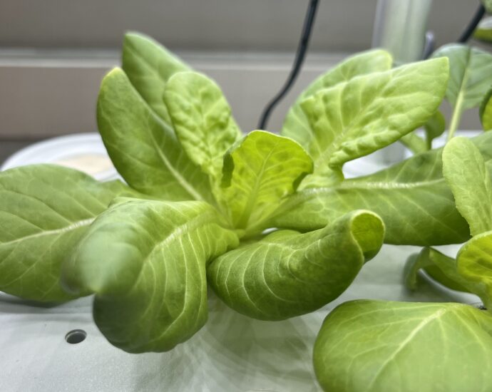 수경재배기에서 자라고 있는 식물