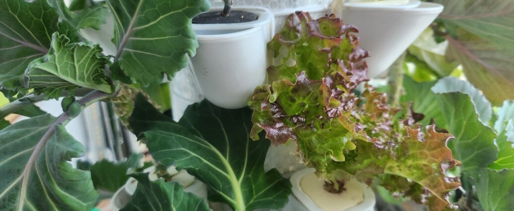 수경재배기에서 엽채류 식물들이 자라는 모습