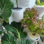 수경재배기에서 엽채류 식물들이 자라는 모습