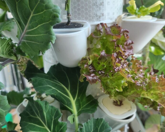 수경재배기에서 엽채류 식물들이 자라는 모습