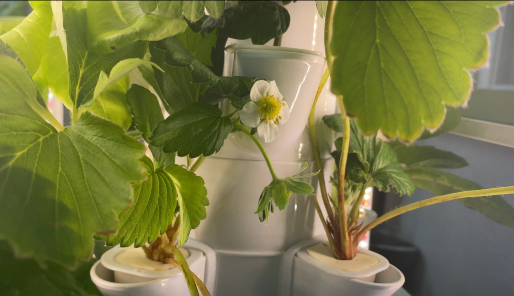 수경재배기에 자라는 딸기에 핀 꽃