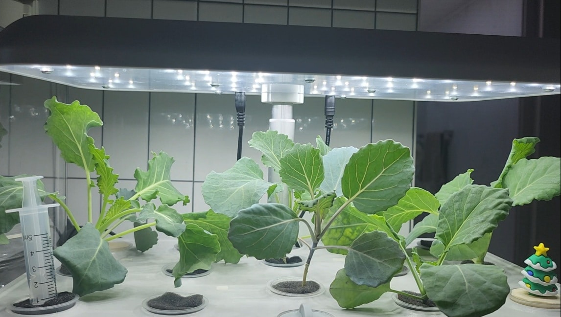 수경재배기에서 자라고 있는 케일