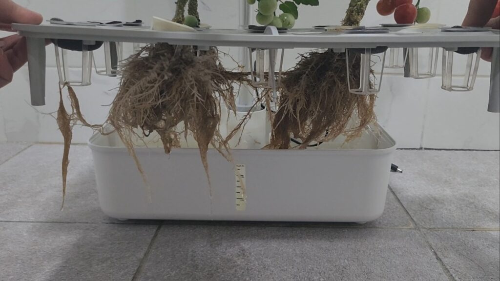 수경재배기에서 자란 방울토마토 나무의 뿌리가 커진 모습