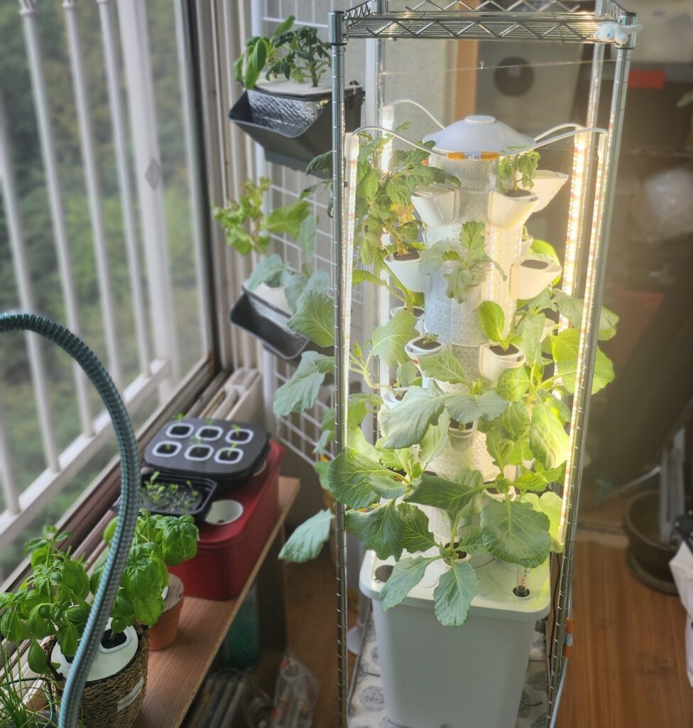 베란다 식물재배기에서 엽채류 식물들이 자라는 모습