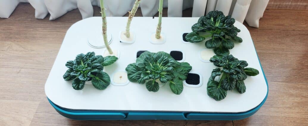 저가형 수경재배기에서 식물들이 자라는 모습