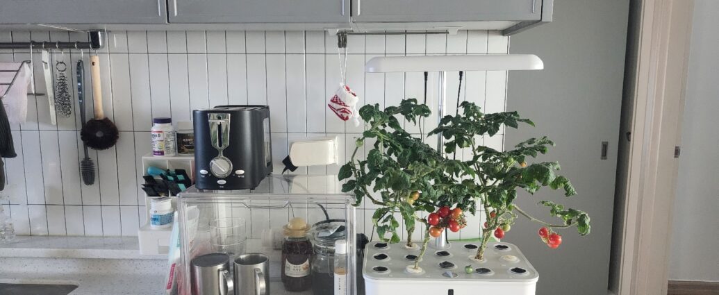 주방에 설치한 식물재배기에서 방울토마토가 자라고 있는 모습