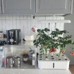 주방에 설치한 식물재배기에서 방울토마토가 자라고 있는 모습