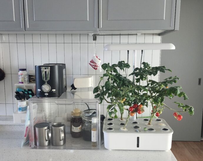 주방에 설치한 식물재배기에서 방울토마토가 자라고 있는 모습