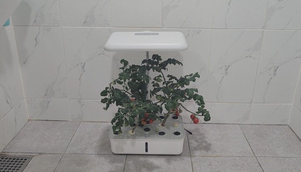 투야 수경재배기 높이를 가장 높게 조절한 모습