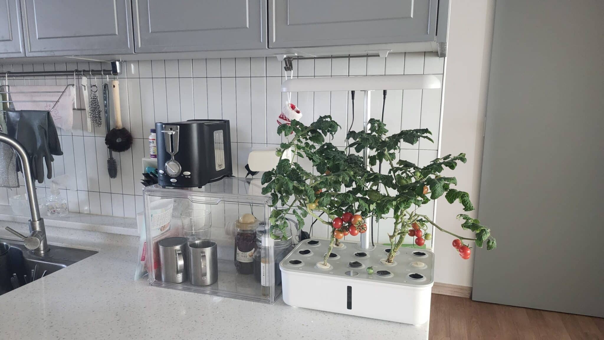 주방 가장자리에 투야 수경재배기를 놓은 모습