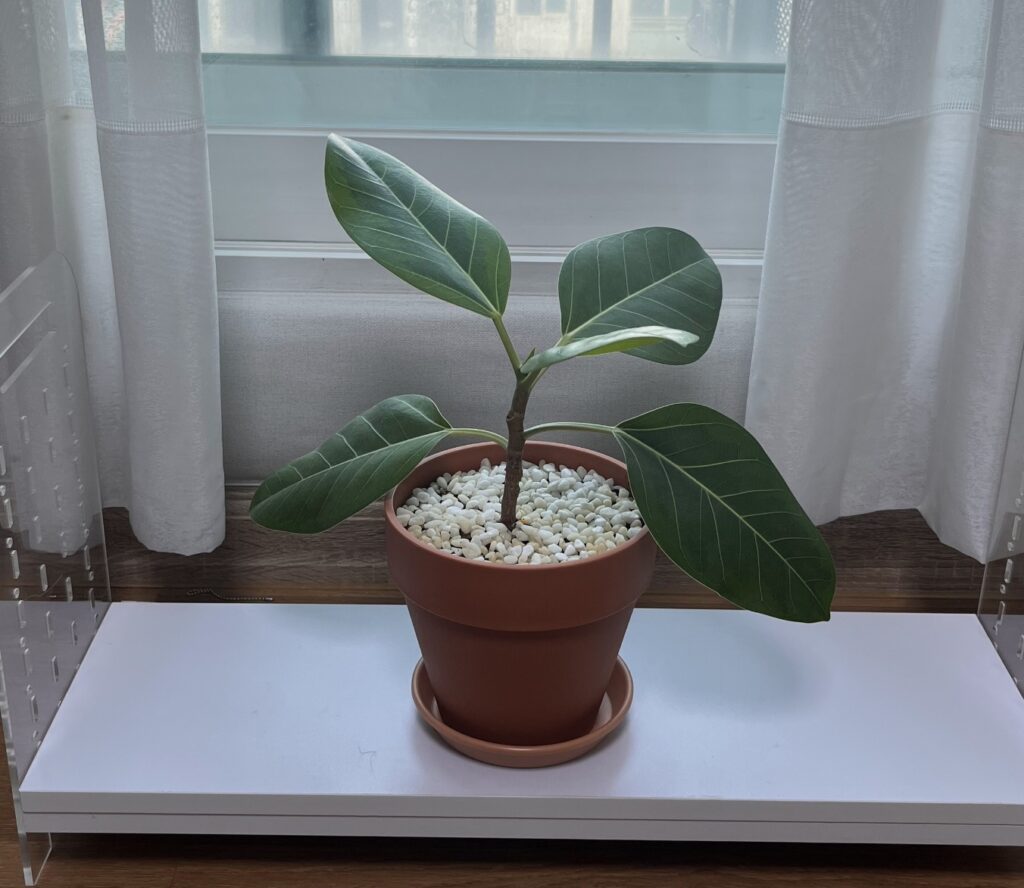 창가에 둔 화분