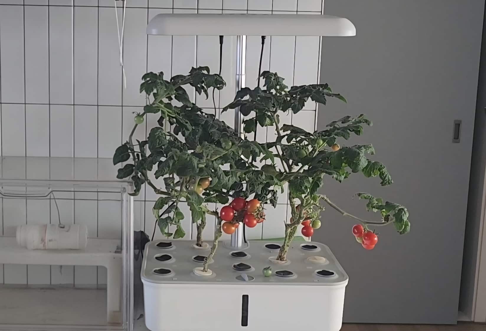 투야 식물재배기로 방울토마토를 키우고 있는 모습